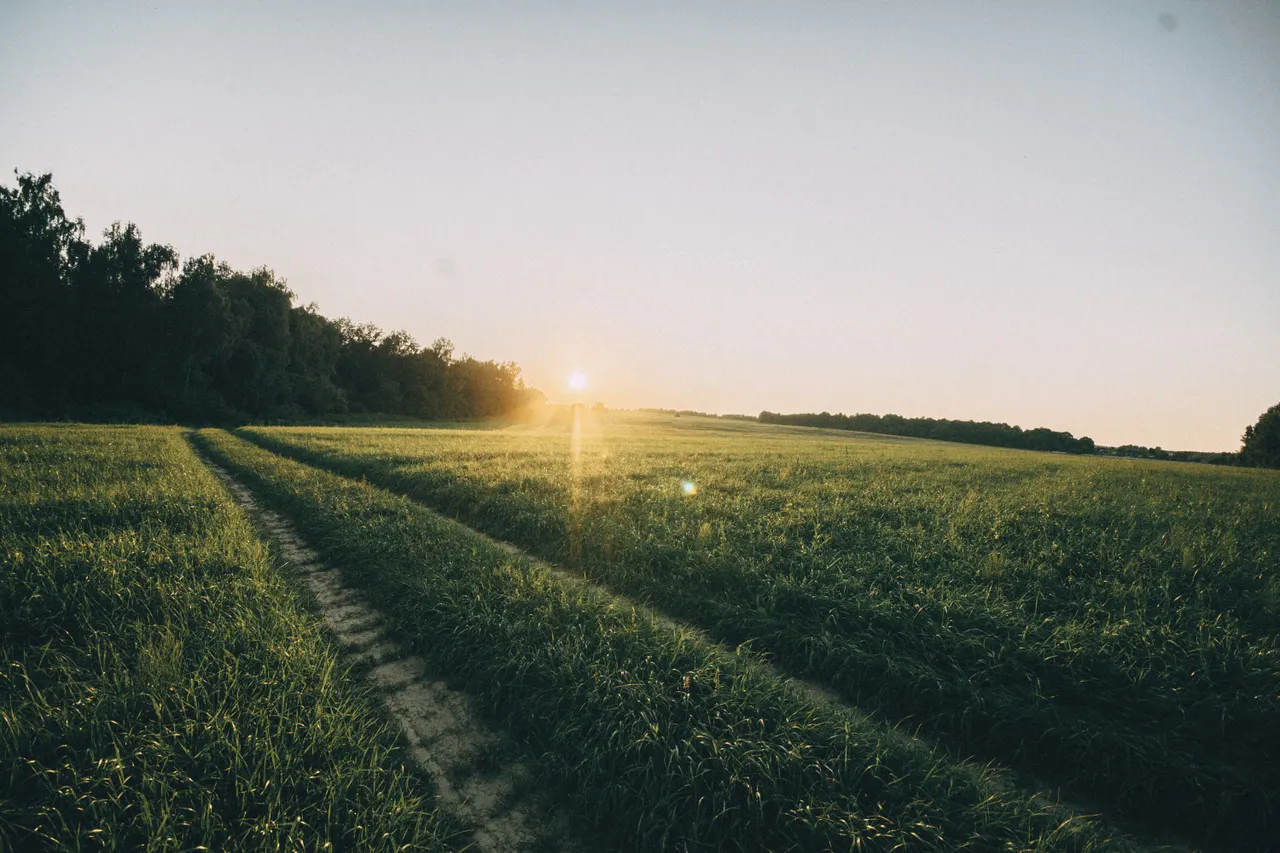 A grass path leading toward the sunrise beside a line of trees.
