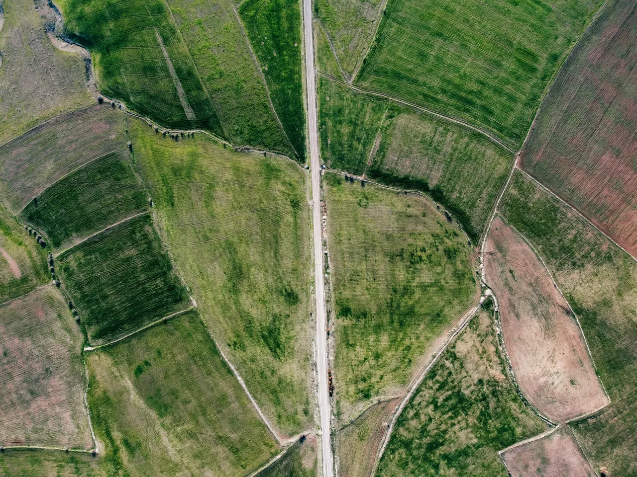 An overhead view of a rural road dividing cultivated fields.